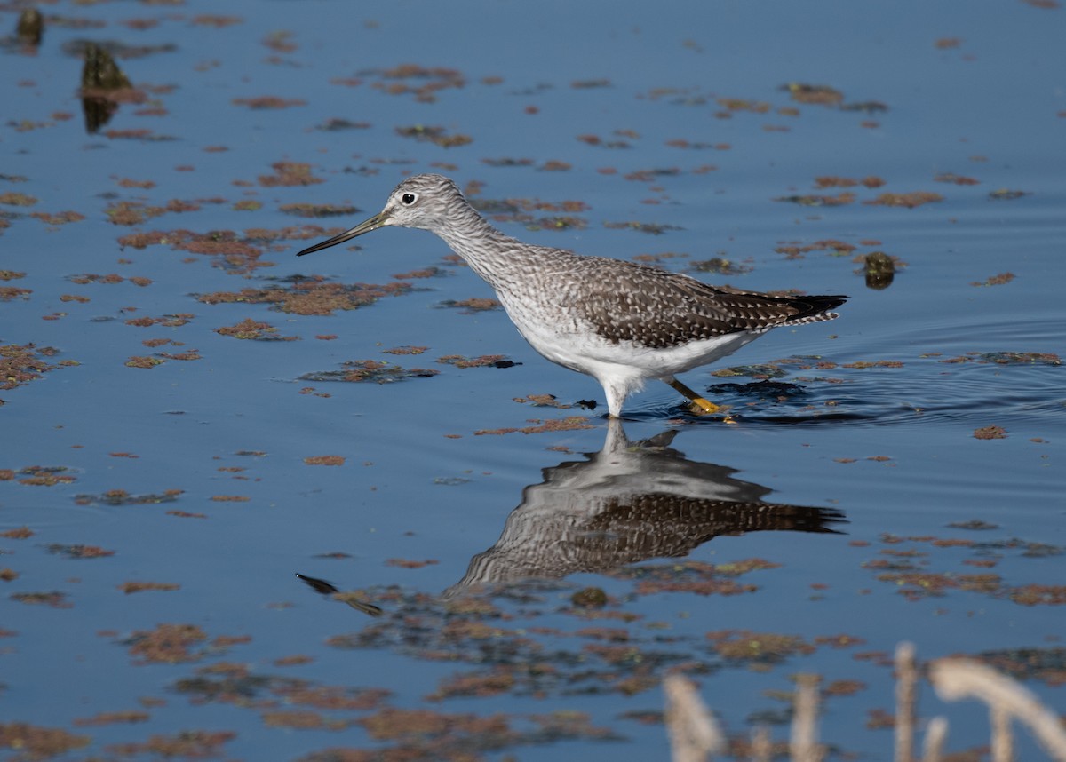 Greater Yellowlegs - ML623133733