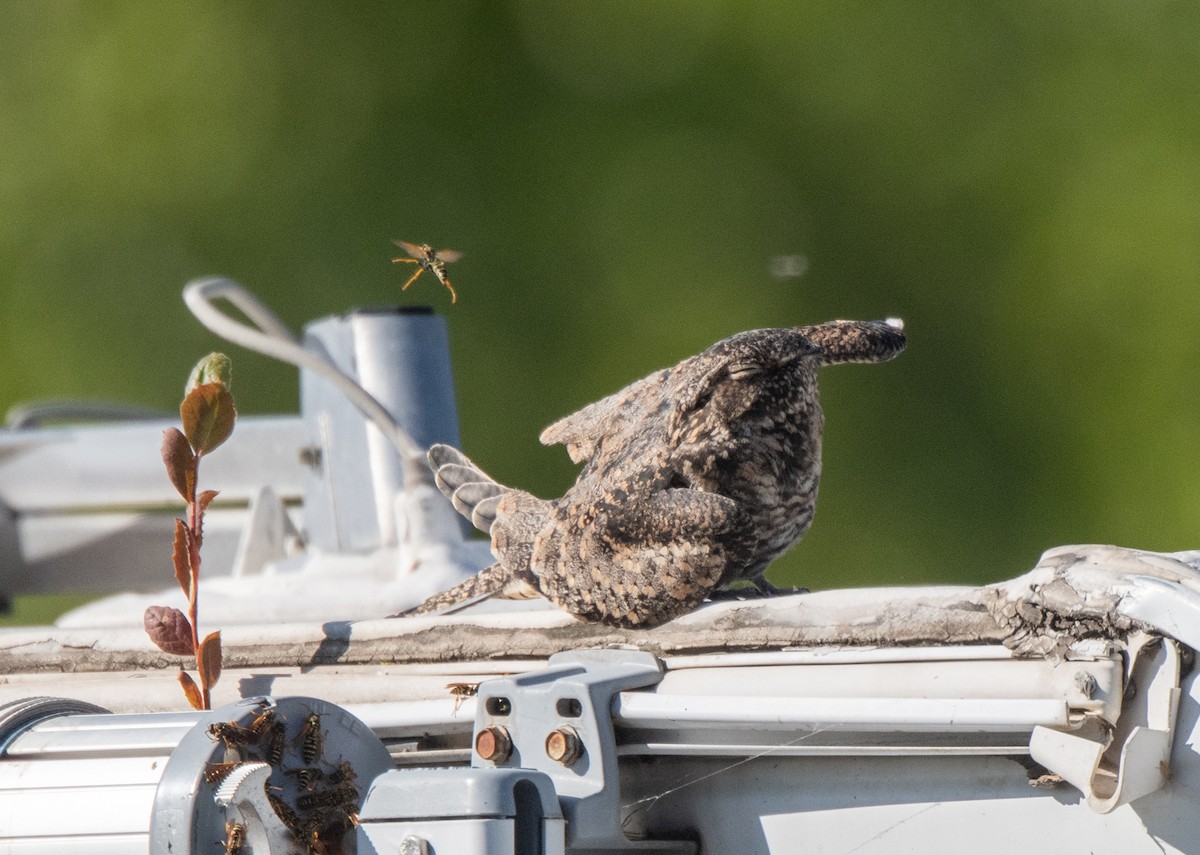 Common Nighthawk - ML623133740