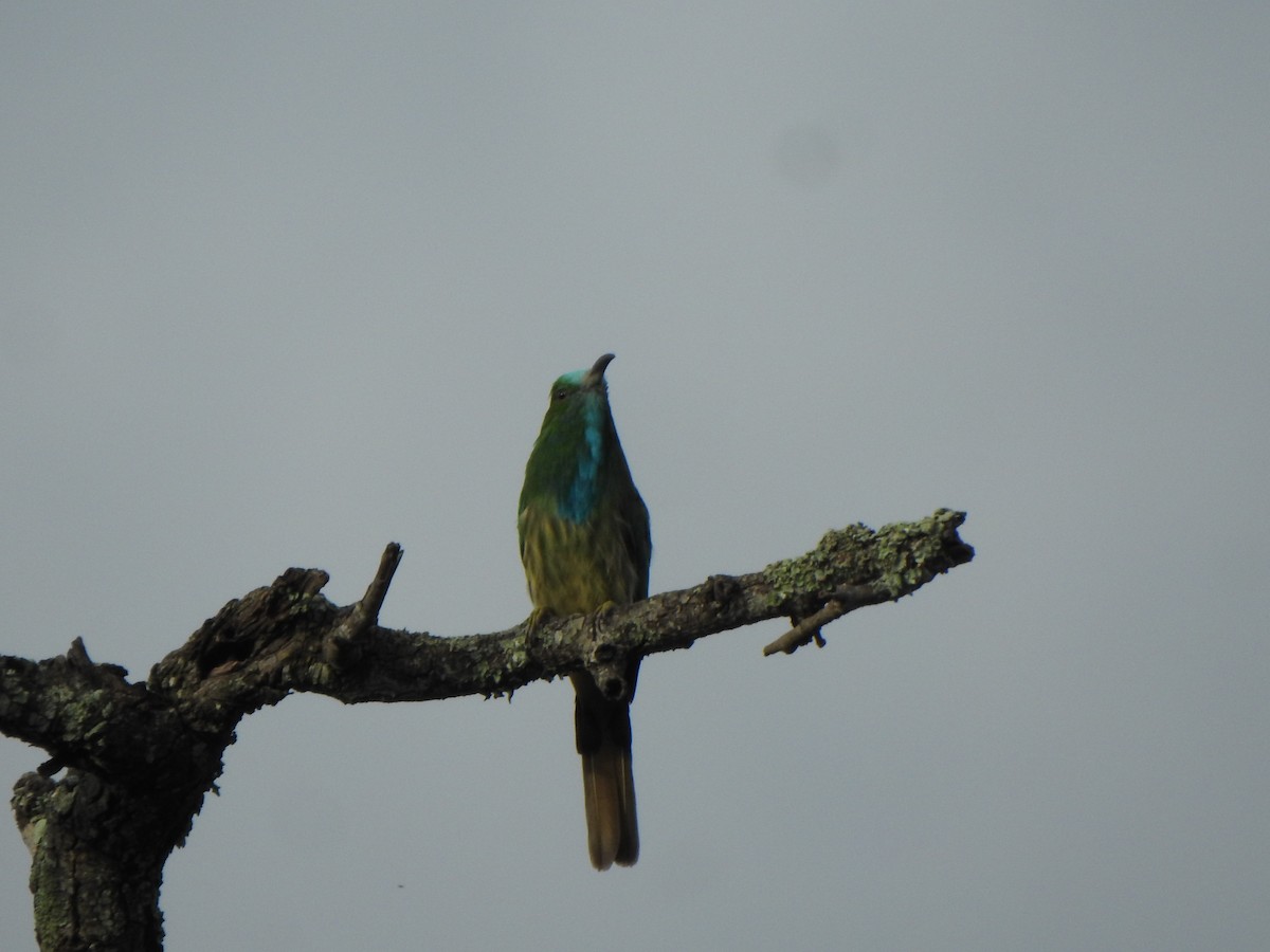 Blue-bearded Bee-eater - ML623133835