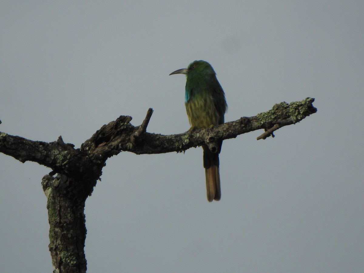 Blue-bearded Bee-eater - ML623133836