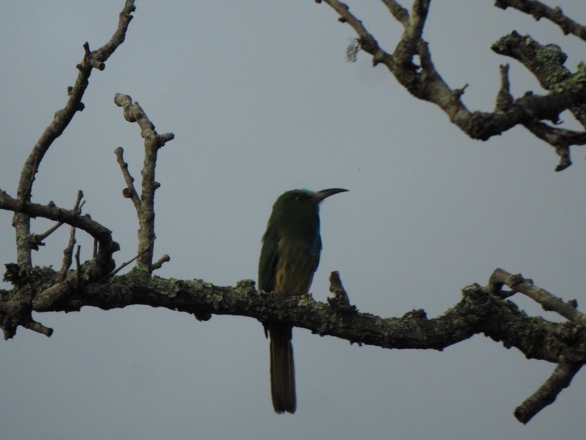 Blue-bearded Bee-eater - ML623133837
