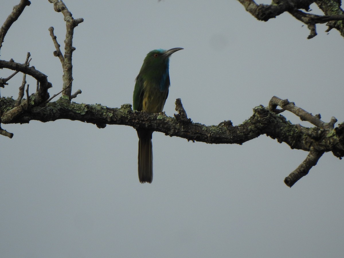 Blue-bearded Bee-eater - ML623133838