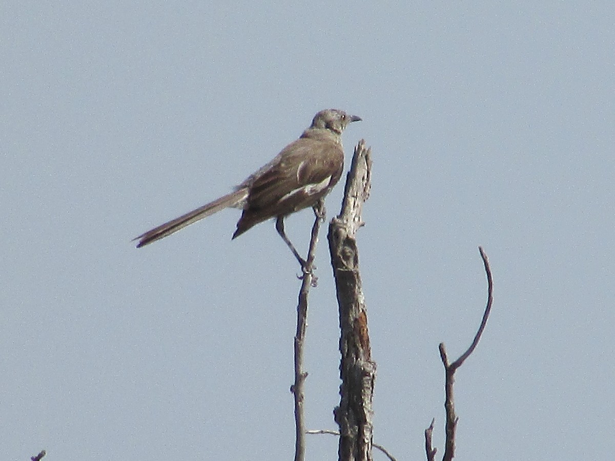 Northern Mockingbird - ML623133920