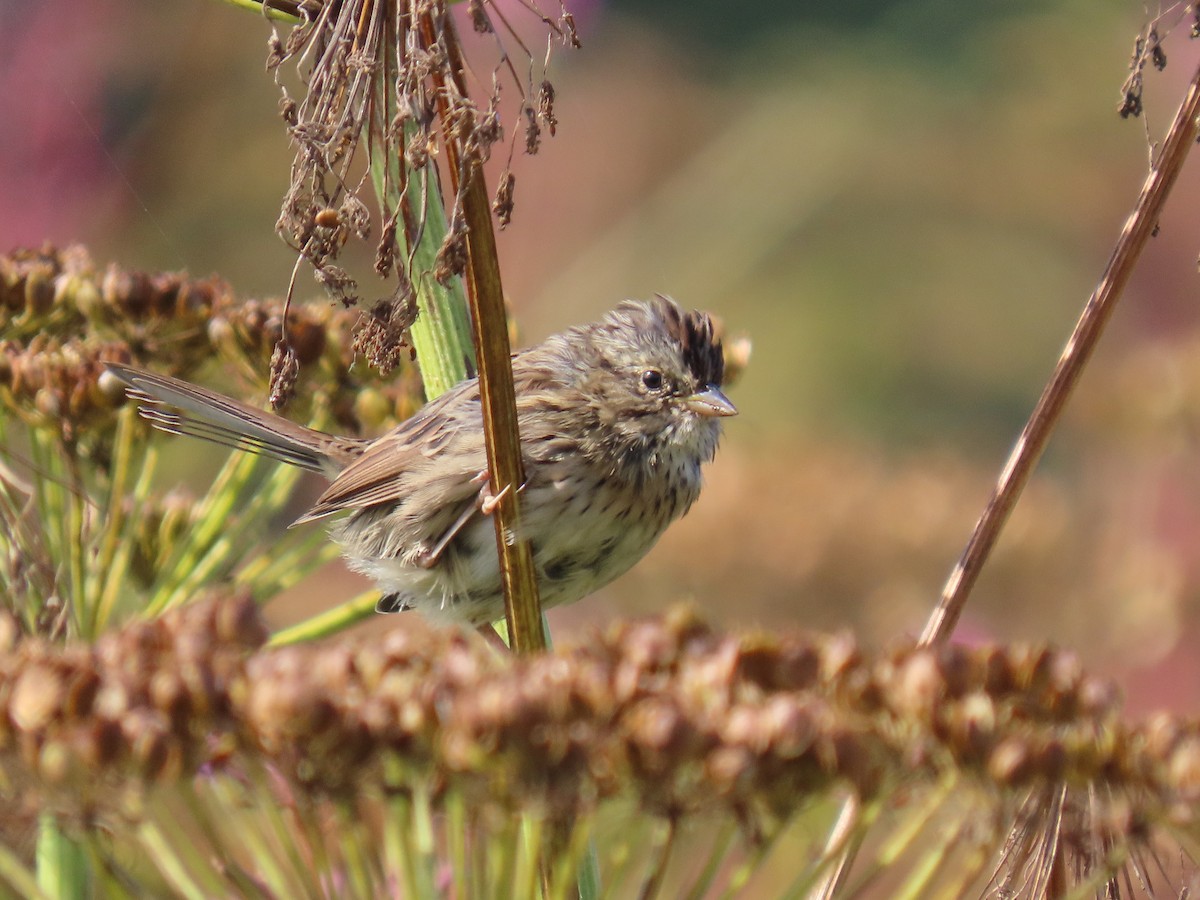 Lincoln's Sparrow - ML623133939