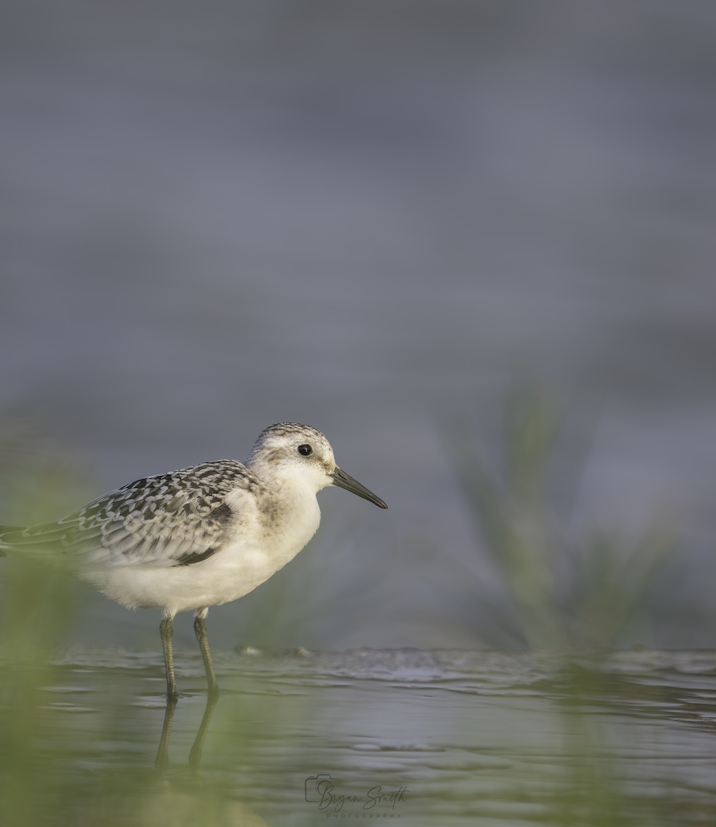 Sanderling - Bryan Smith