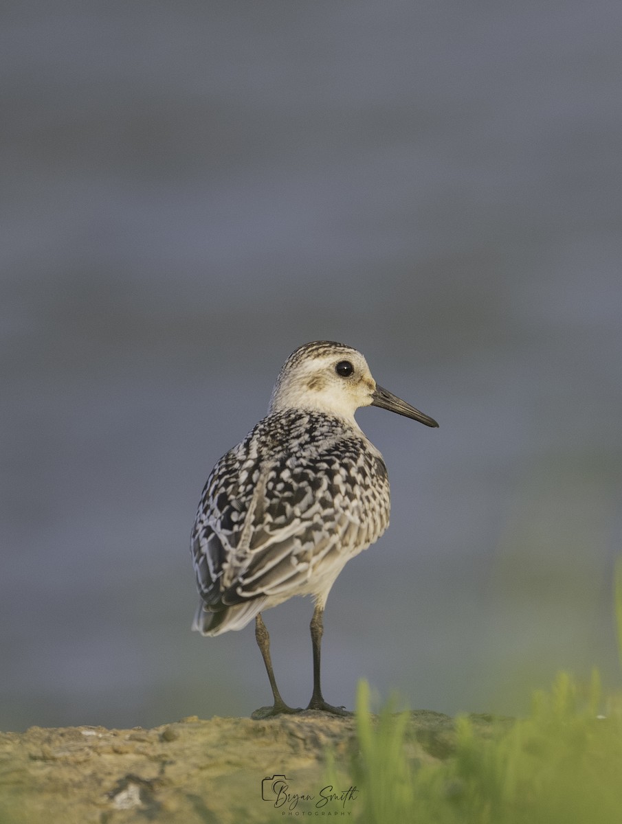 Sanderling - Bryan Smith