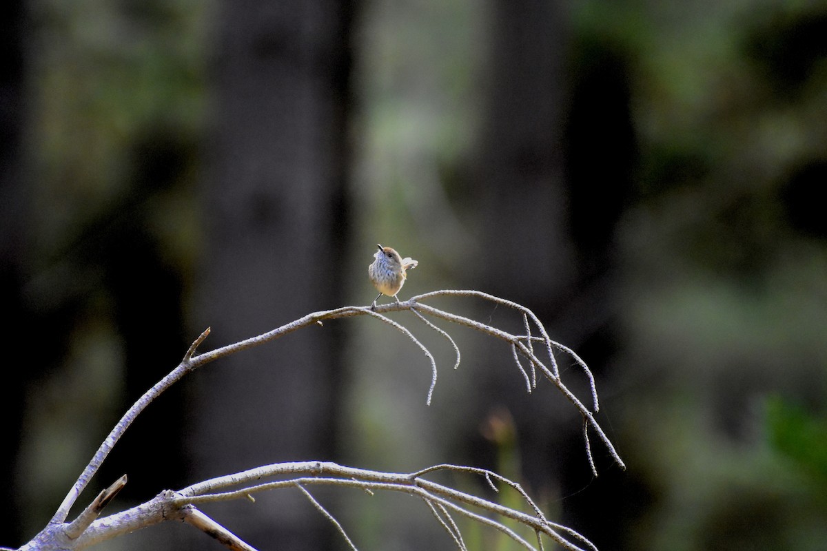 Brown Thornbill - ML623134040