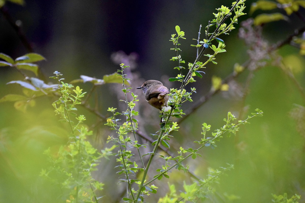 Brown Thornbill - ML623134041