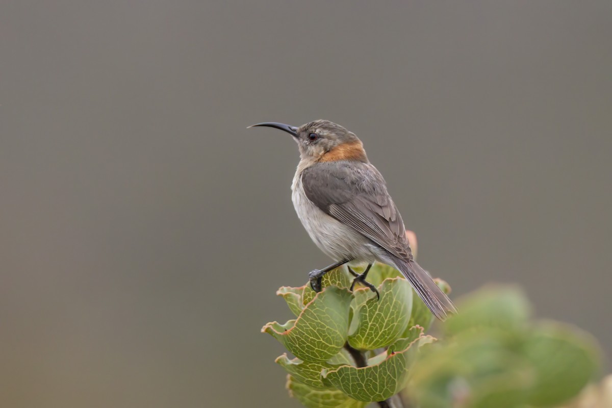 Western Spinebill - ML623134105