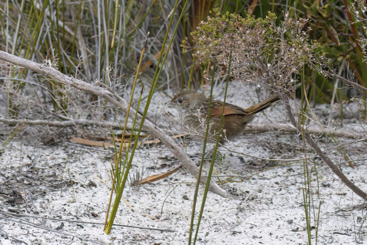 Western Bristlebird - Andreas Heikaus