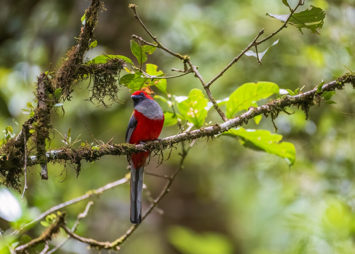 Trogón de Borneo - ML623134130