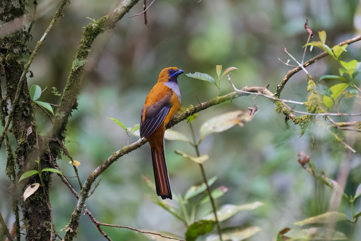 Whitehead's Trogon - Chinmay Agnihotri