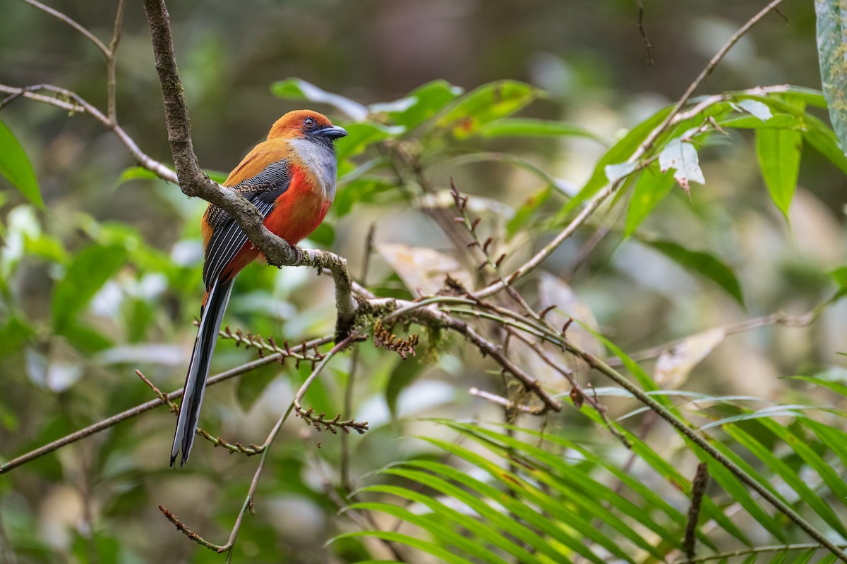 Trogón de Borneo - ML623134132