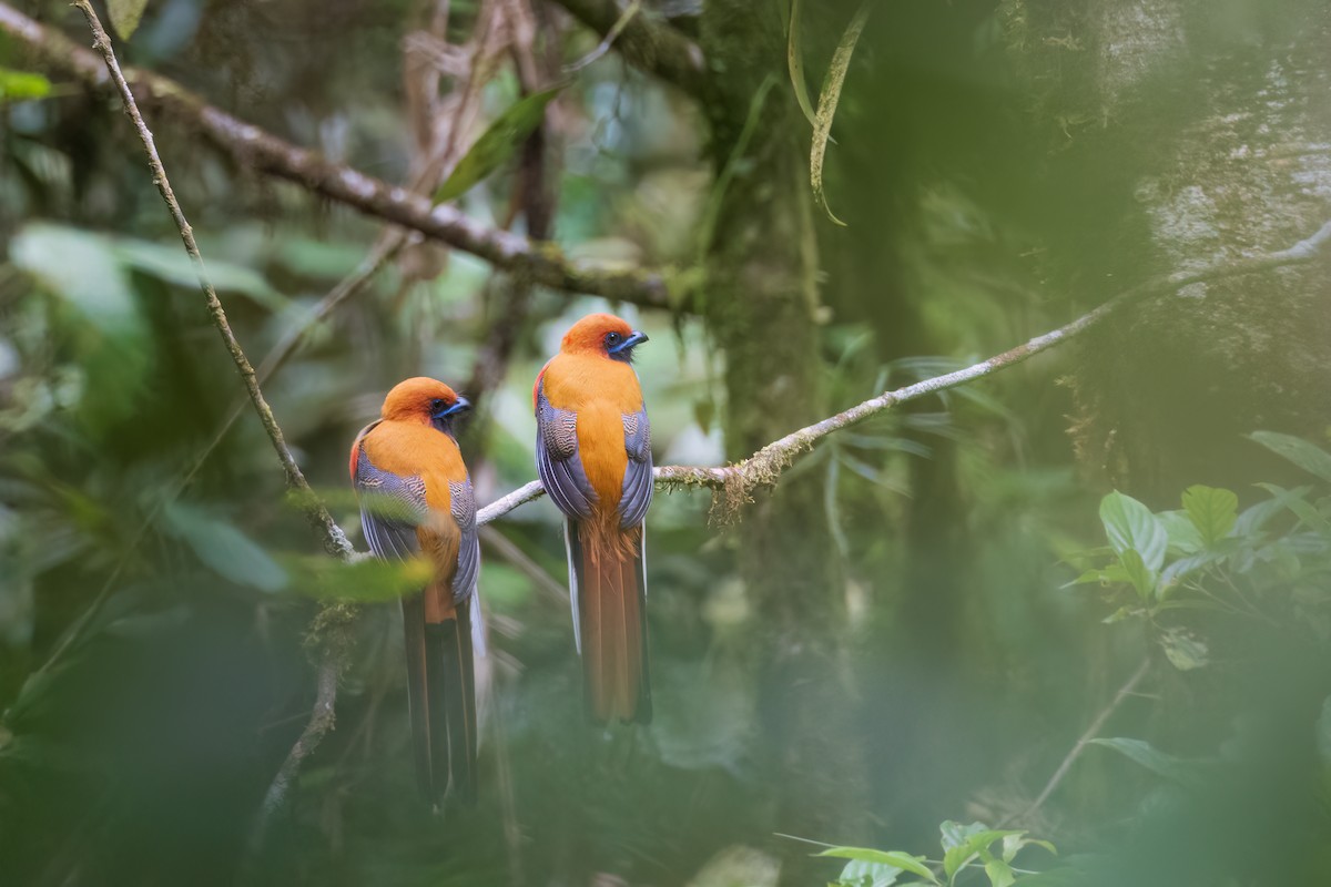 Trogón de Borneo - ML623134138