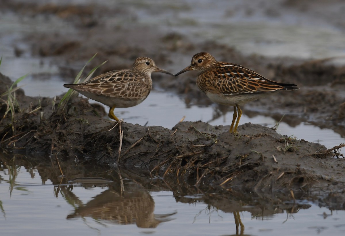 Graubrust-Strandläufer - ML623134140