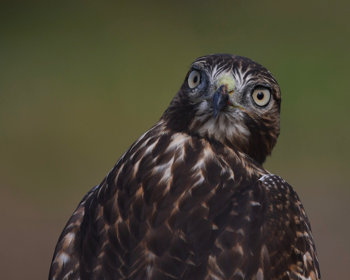 Red-tailed Hawk - ML623134146