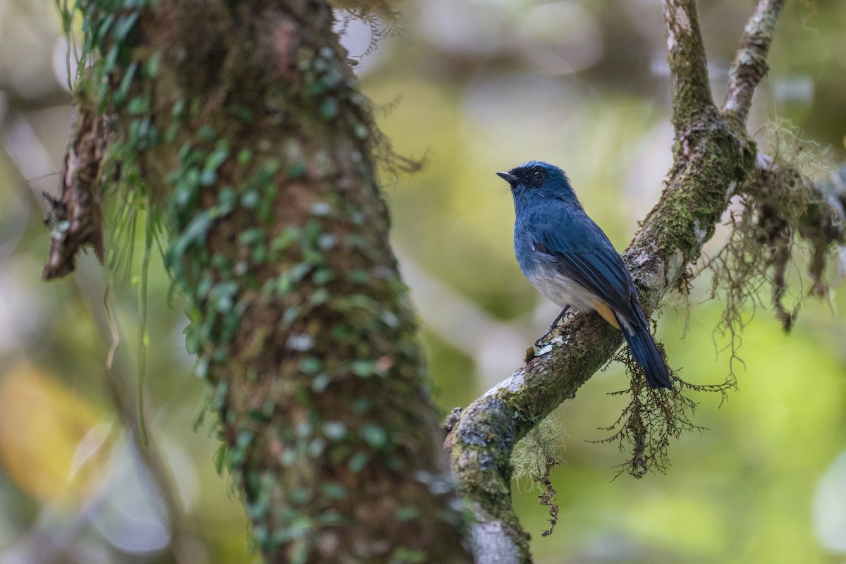 Indigo Flycatcher - Chinmay Agnihotri