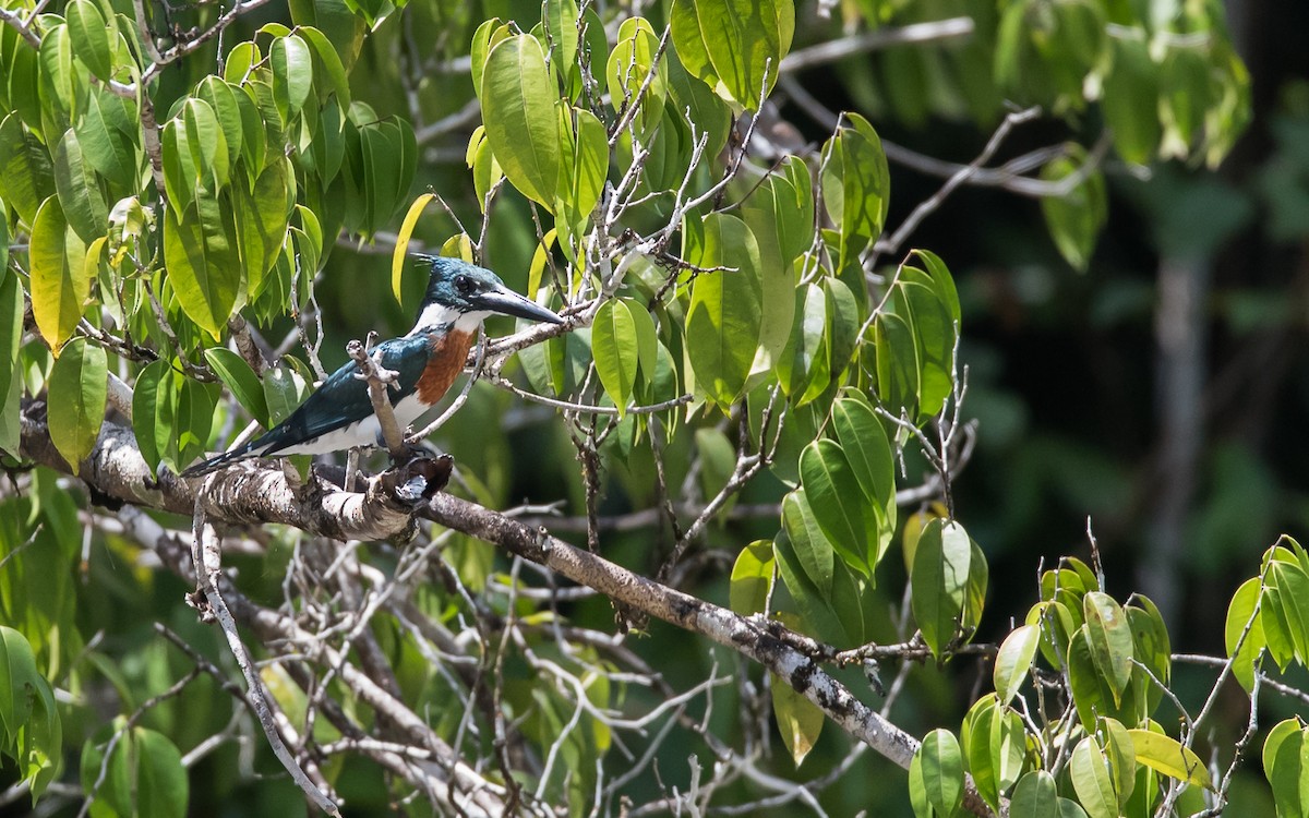 Green Kingfisher - ML623134295