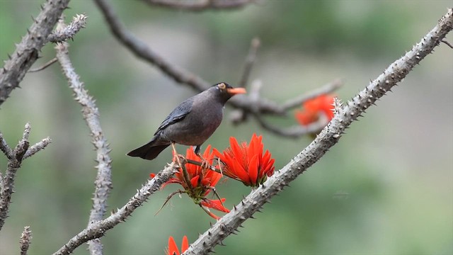 Indian Blackbird - ML623134320