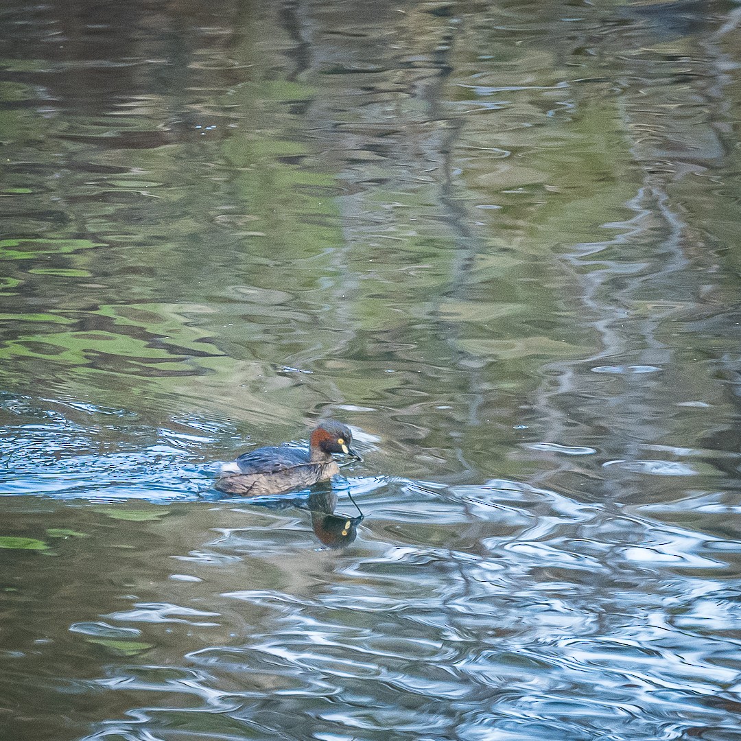 Australasian Grebe - ML623134345