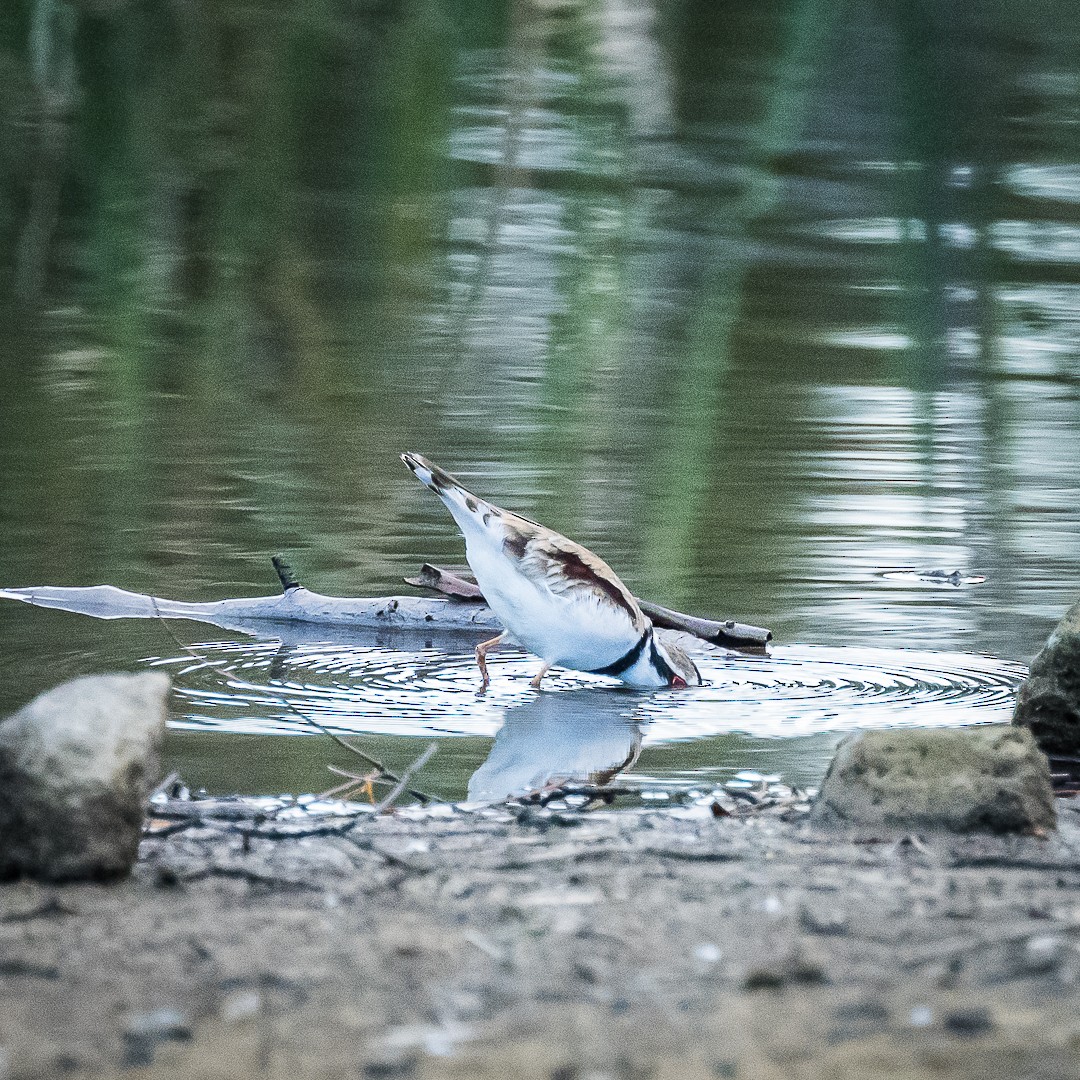 Black-fronted Dotterel - ML623134365