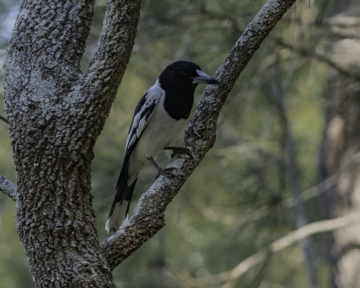Pied Butcherbird - ML623134455