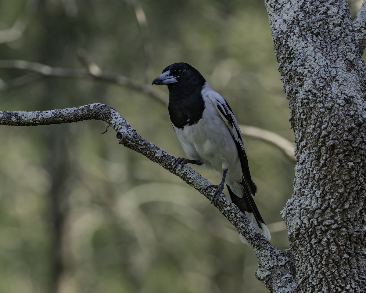 Pied Butcherbird - ML623134456