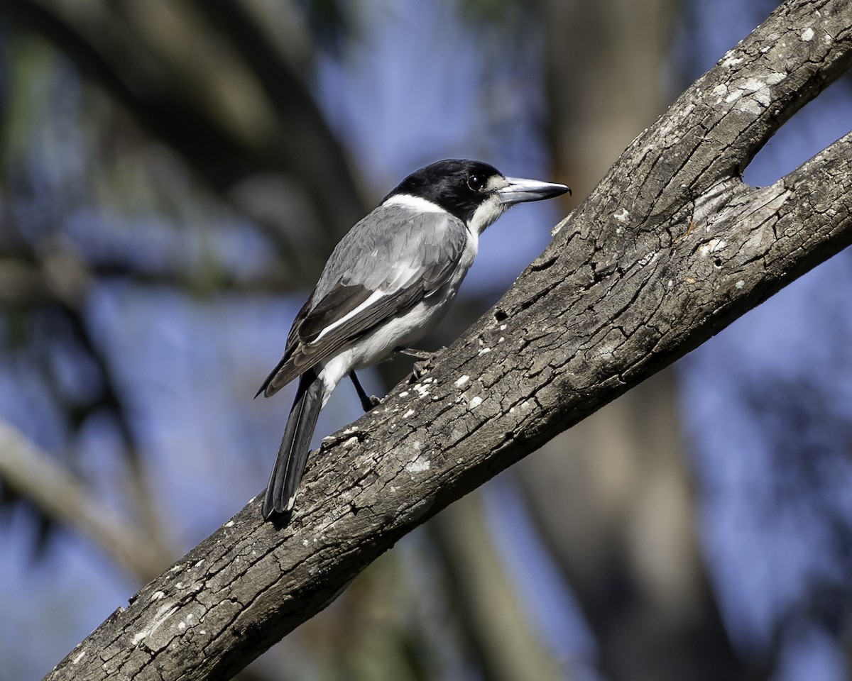 Gray Butcherbird - ML623134466