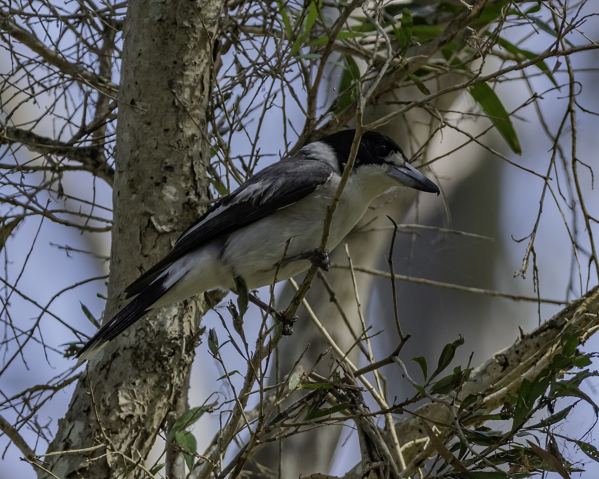Gray Butcherbird - ML623134467
