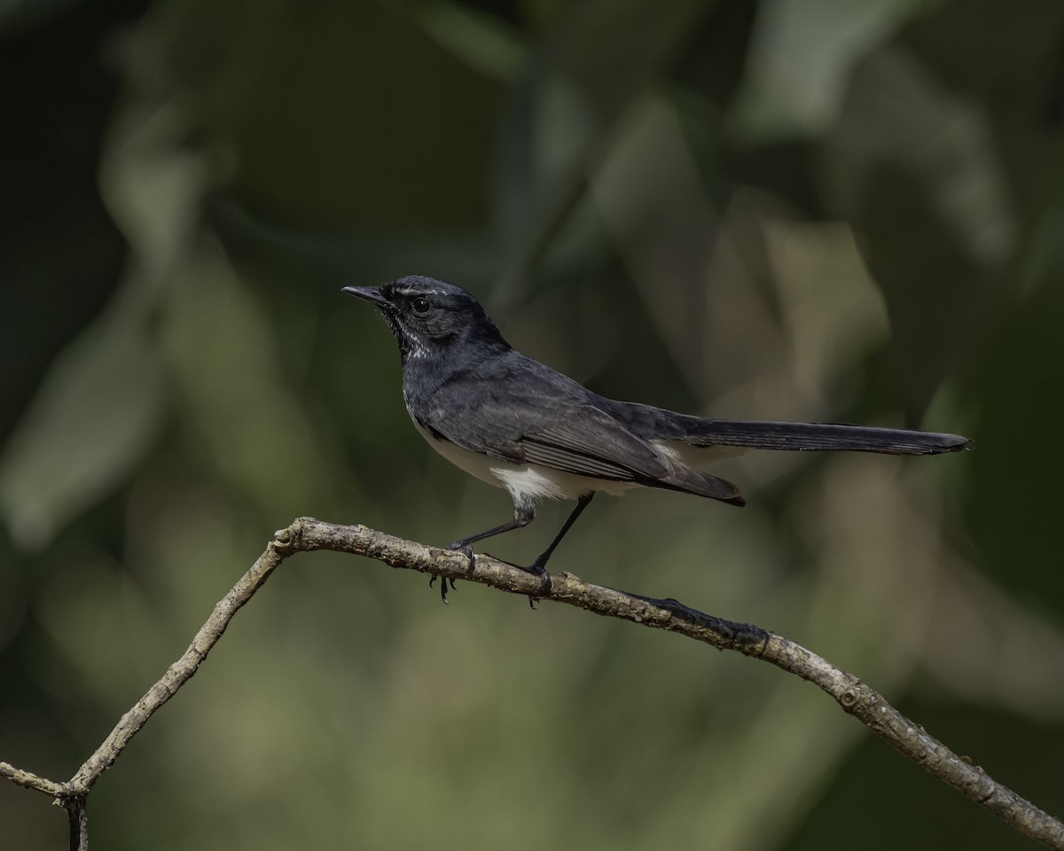 Willie-wagtail - ML623134468