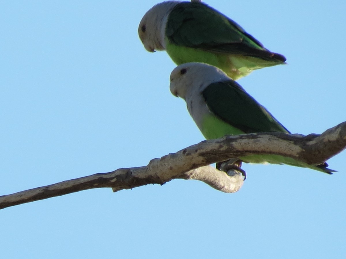 Gray-headed Lovebird - Susan Jones