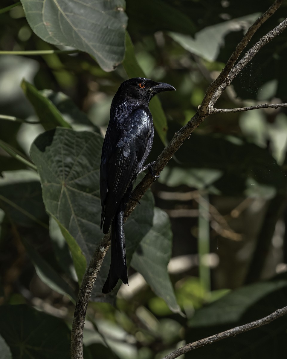 Spangled Drongo - ML623134470