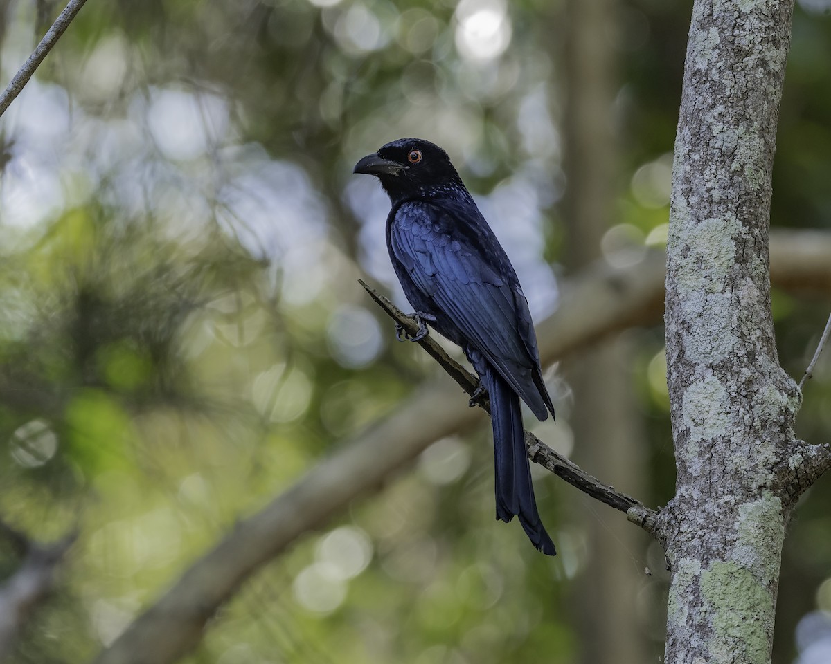 Spangled Drongo - ML623134471