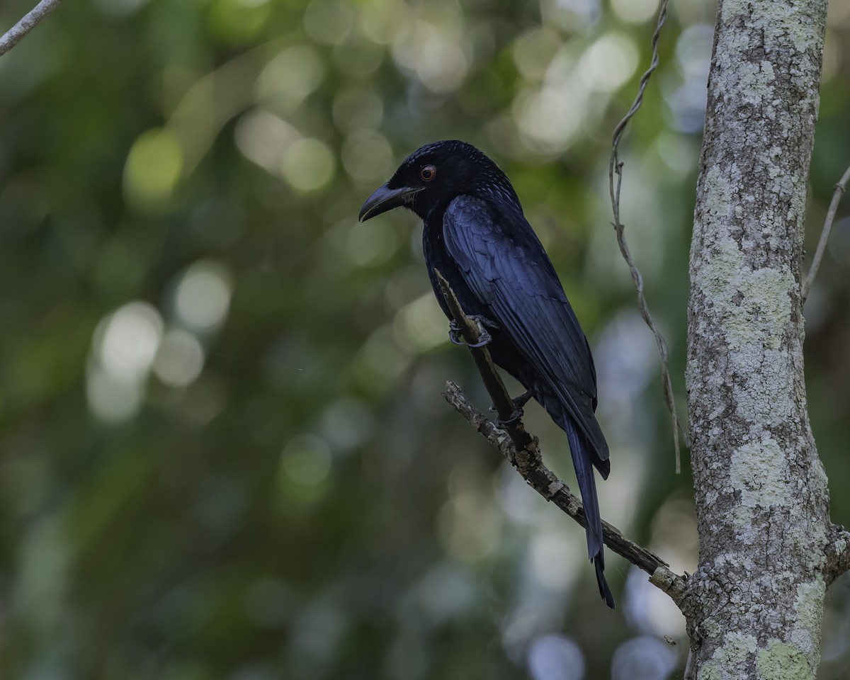 Spangled Drongo - ML623134472