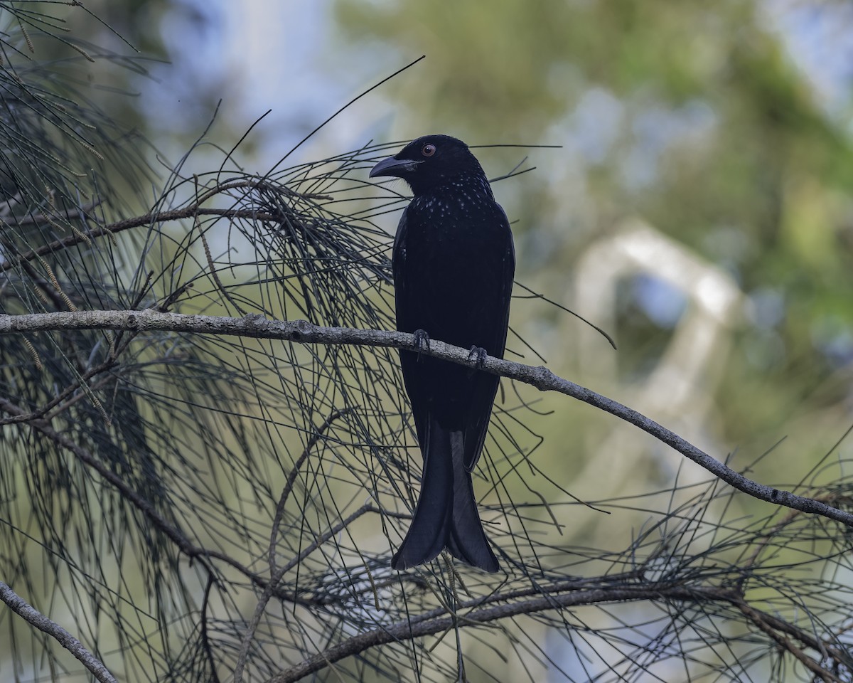 Spangled Drongo - ML623134473
