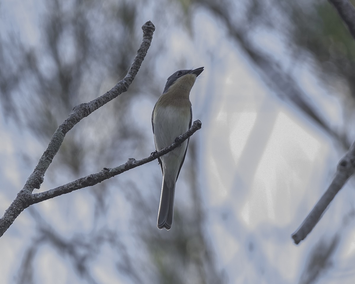 Leaden Flycatcher - ML623134474
