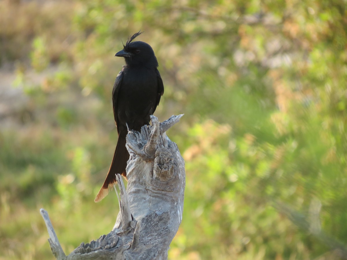 Drongo Malgache - ML623134476