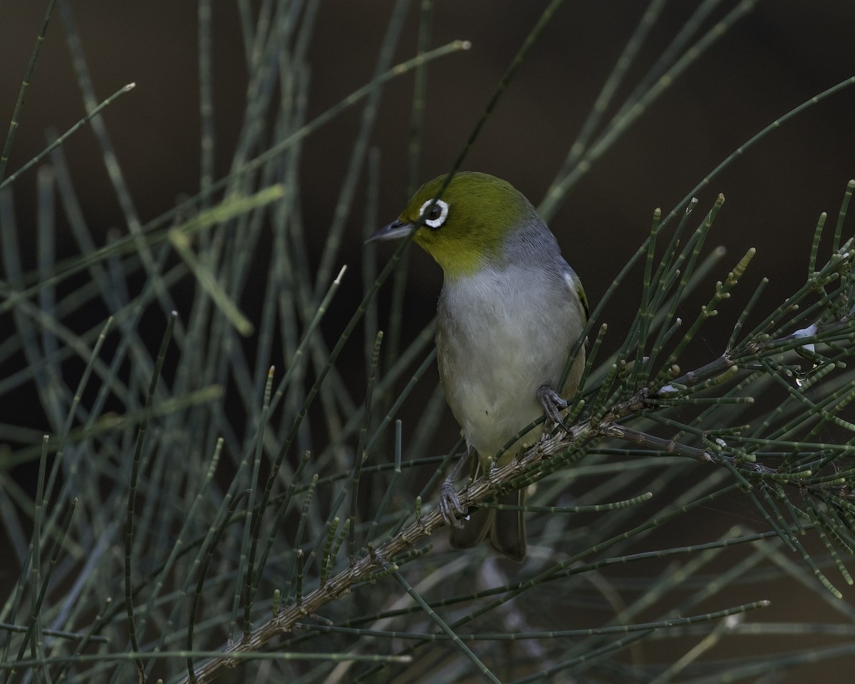 Silvereye - ML623134480