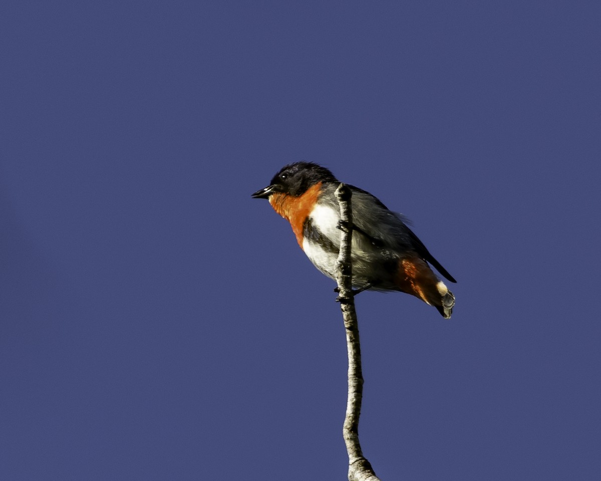 Mistletoebird - ML623134487