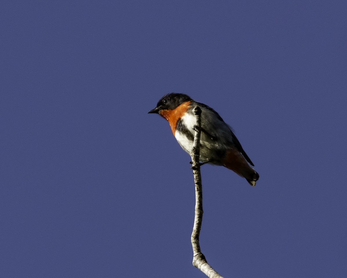 Mistletoebird - ML623134488
