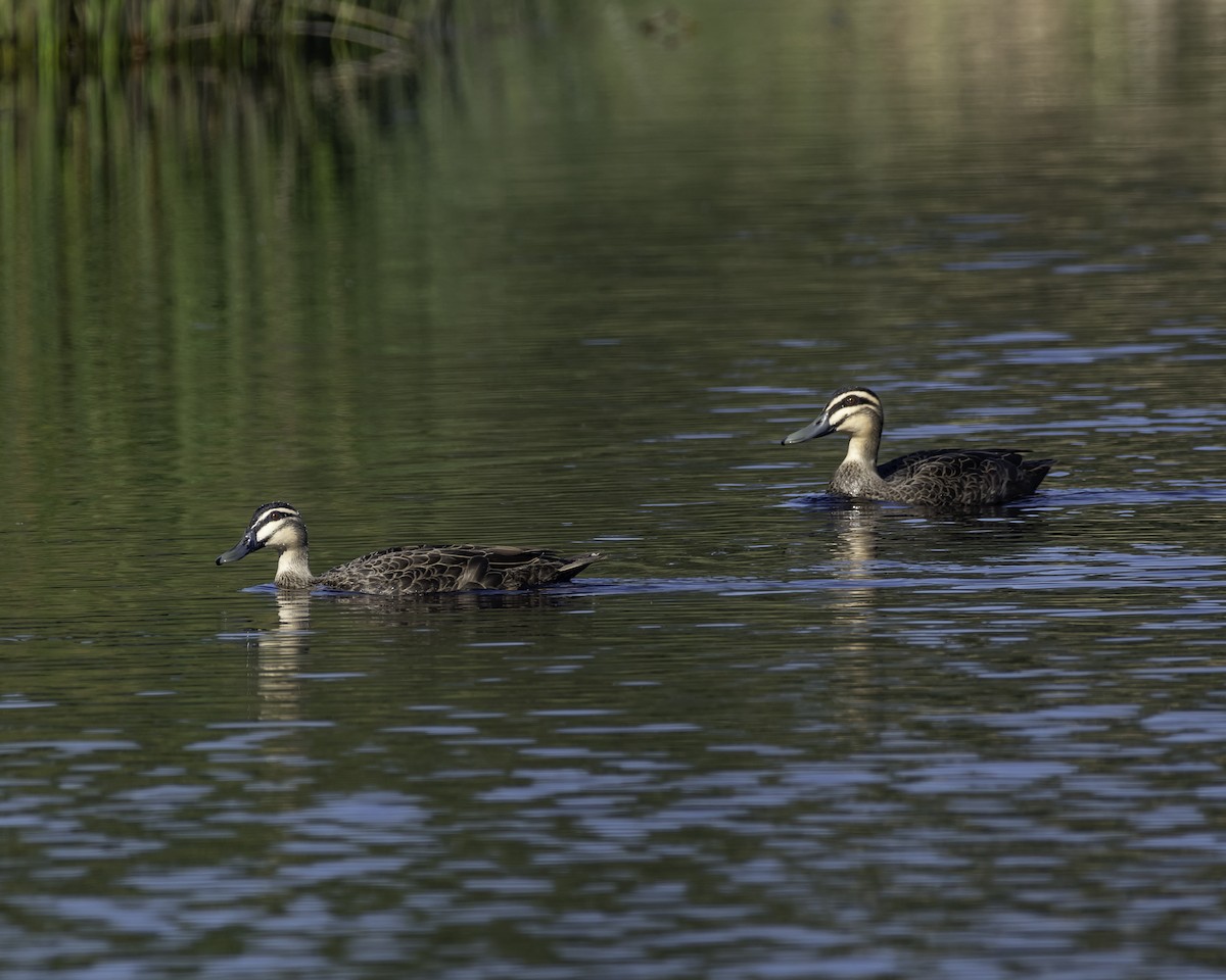 Pacific Black Duck - ML623134490