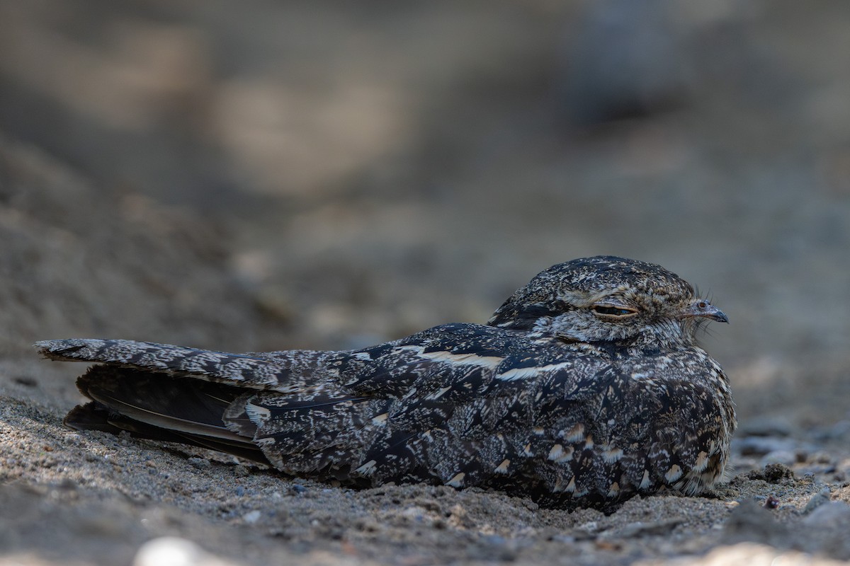Savanna Nightjar (Sunda) - ML623134498
