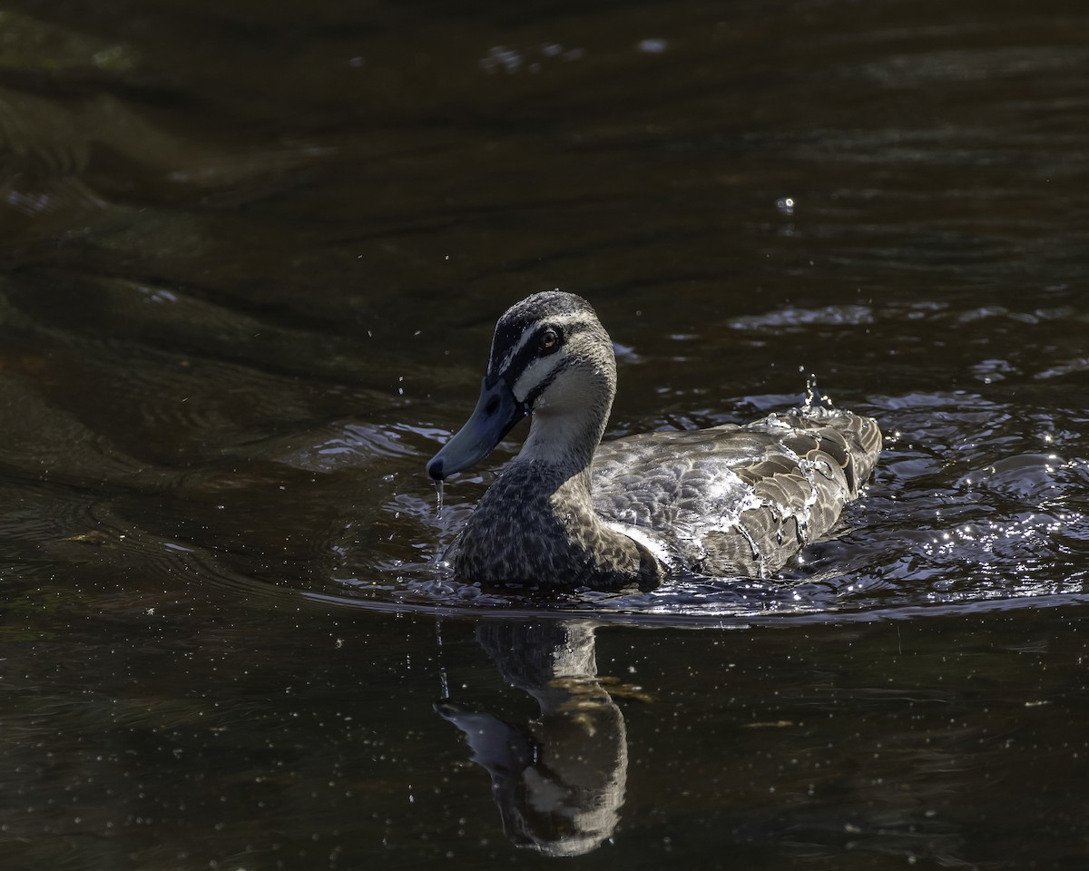 Pacific Black Duck - ML623134501