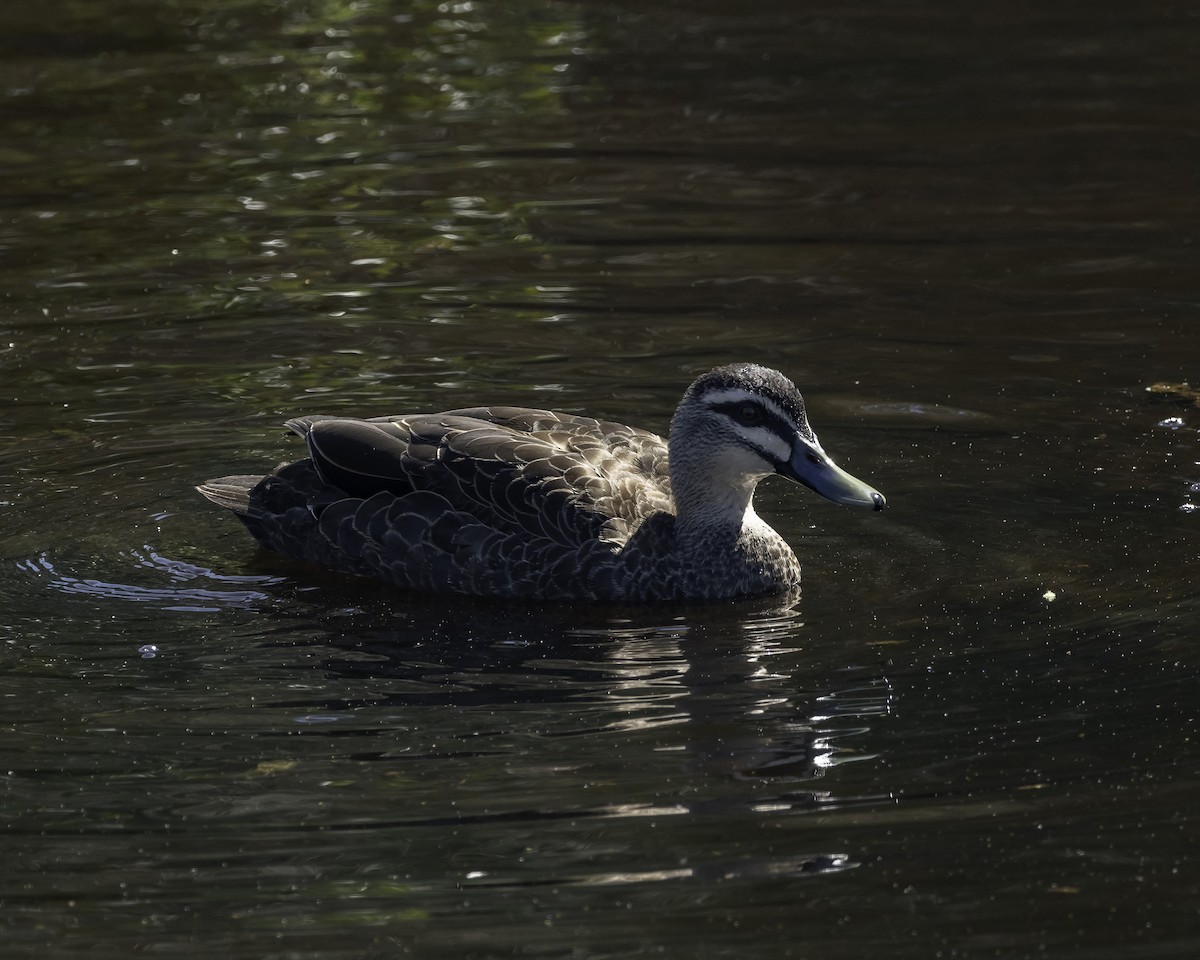 Pacific Black Duck - ML623134502