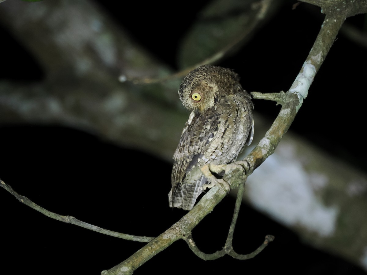 Sulawesi Scops-Owl - ML623134509