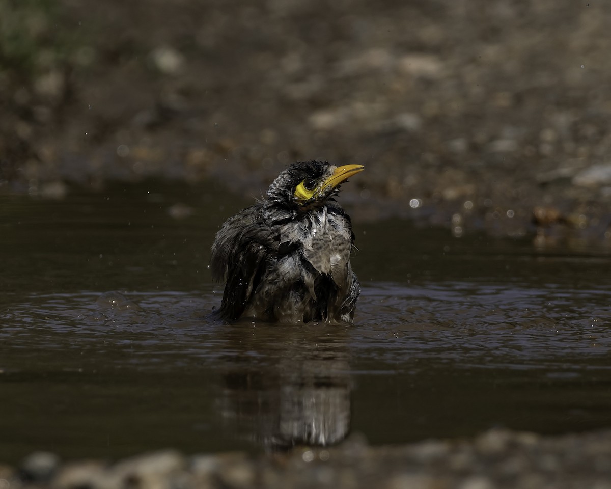 Noisy Miner - ML623134530