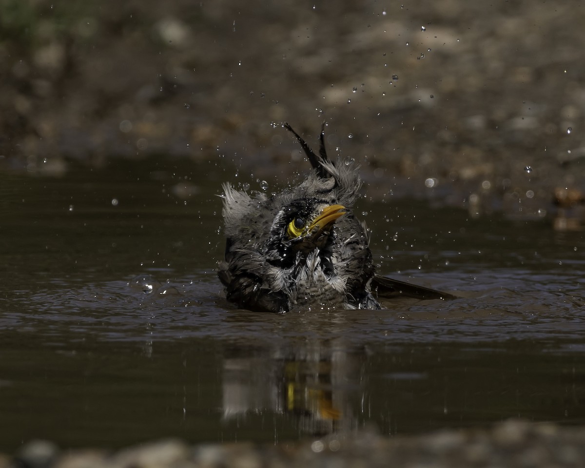 Noisy Miner - ML623134531