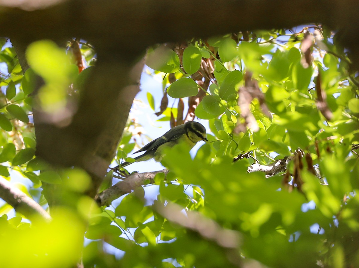 Eurasian Blue Tit - ML623134537