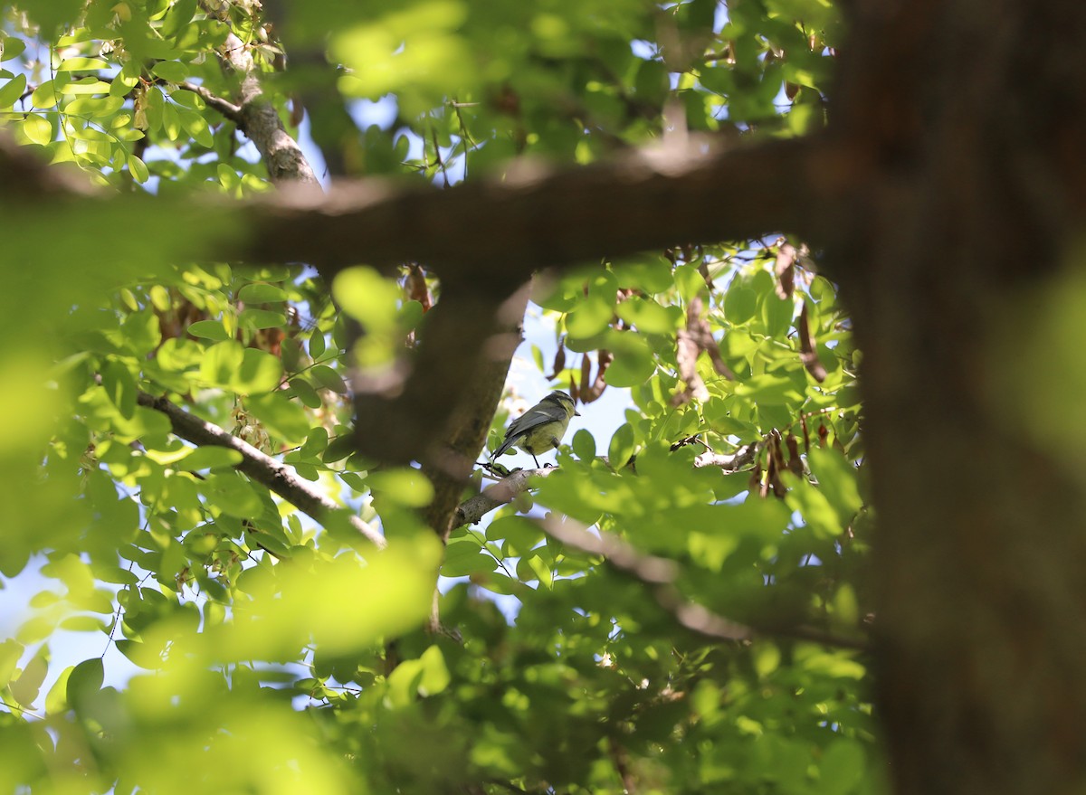 Eurasian Blue Tit - ML623134538