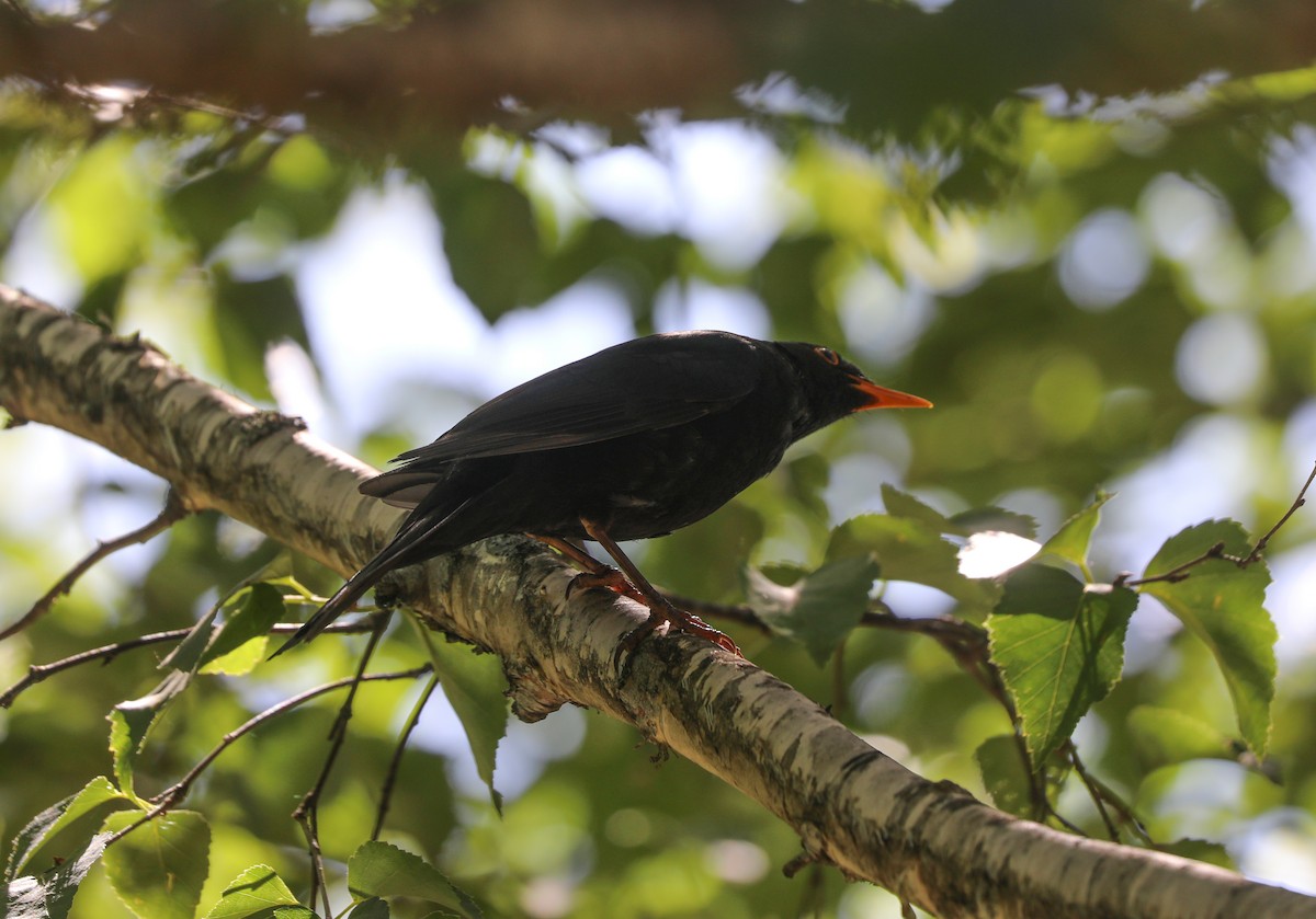 Eurasian Blackbird - ML623134541